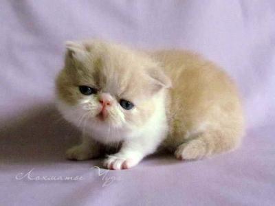 Прикрепленное изображение: Котик.jpg